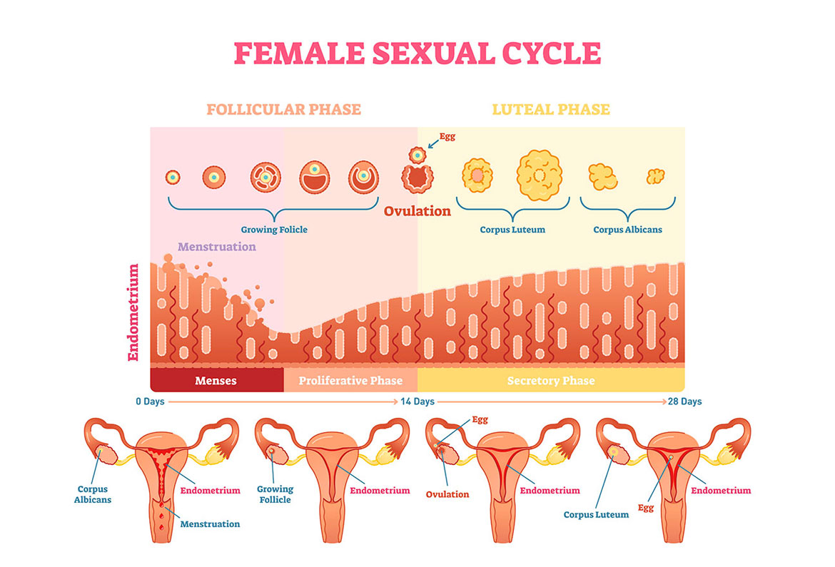 ciclul menstrual erna stoian